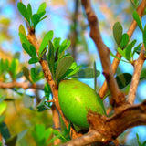 Huile d'Argan du Maroc - 100% naturel